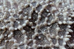 starfish closeup