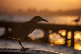 silhouette of a bird at dusk