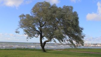 lonely tree on the sea coast