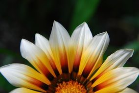 flower with bright petals closeup