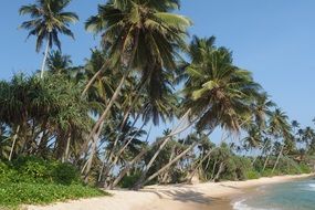 sri lanka trees on beach