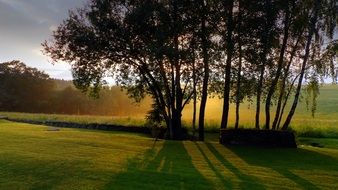 birch trees on a green meadow at sunset