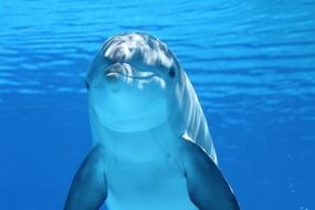 charmingly beautiful dolphin