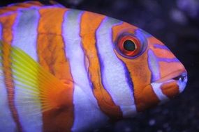 bright exotic tropical fish