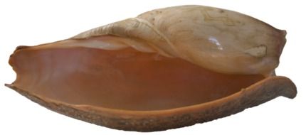 seashell shell