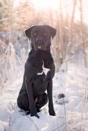 Big black dog sitting in snow land