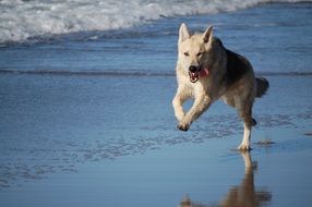 dog hybrid on the sea