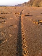 different footprints in the wet sand