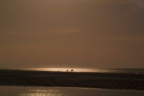 horses on the beach near the water