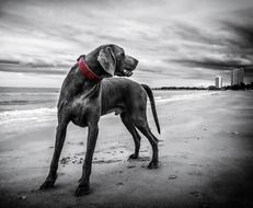 weimaraner on the beach in thailand