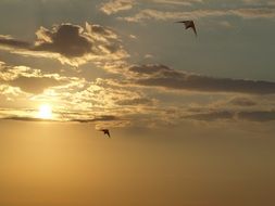 flying birds in the evening sky