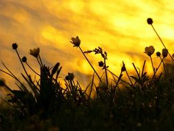 Flowers against the back light