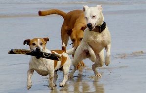 Dogs are playing on the beach