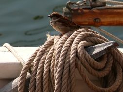 sparrow on a rope on a sailboat, normandy