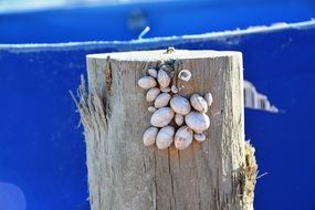 Saeshells on stub