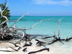 dry tree branches on the shore of the blue ocean