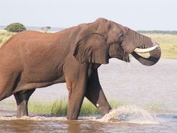 elephant on a watering place