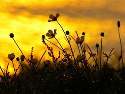 sunset mood back light buttercup flowers