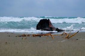 broken tree by the ocean