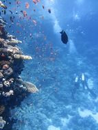 divers in the water near coral