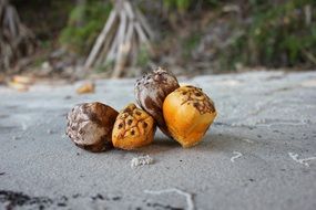 tropical pandanas seeds