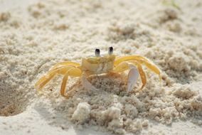 charmingly beautiful yellow crab