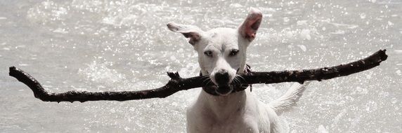 dog r retrieve with log