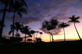 palm trees at dusk in hawaii