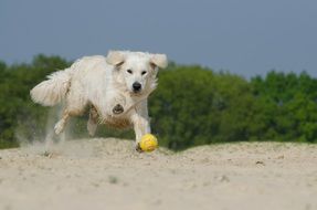 golden retriever dog play