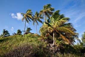 green palm trees on the island in summer day