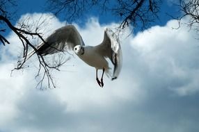 flying white seagull