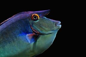 exotic fish meeresbewohner