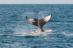 whale tail in the ocean