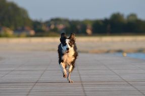 Running border collie doggy