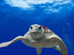 loggerhead turtle in ocean water close-up