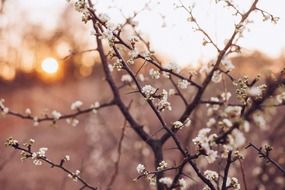 White flowering tree