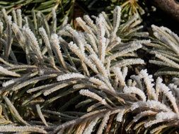 branch christmas tree in the frost