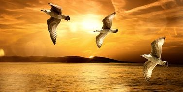 three seagulls on the background of a golden sunset