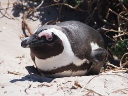 penguin in its natural habitat