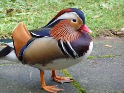 duck with colorful plumage in the park close up