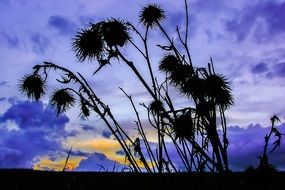 Flower silhouettes