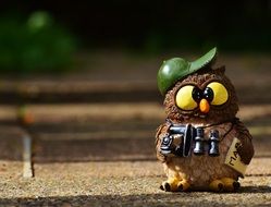 owl photographer tourist