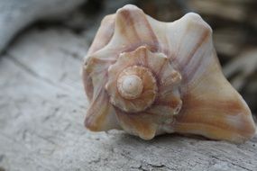 marine seashell
