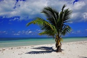 scenic palm on beach at sea, cuba