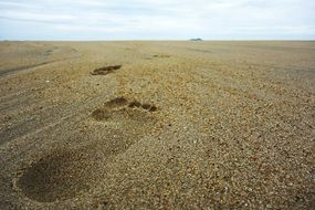 huge footprints in the sand close up