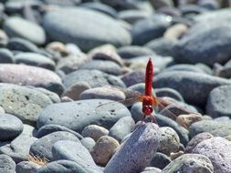 red dragonfly on the rocks on the beach