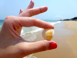 little yellow shell in the hands