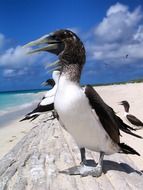 masked booby bird