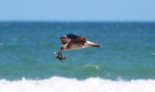 a seagull with a crab in its beak in flight over the beach