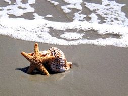 Starfish and shell on the beach